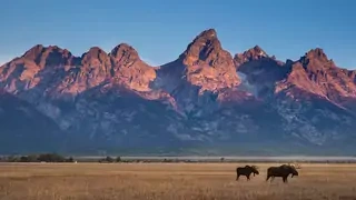 Moose walk through a prairie next to mountains. 